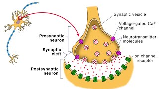 Synapse ll Its type and properties ll Function of synapse [upl. by Greff]