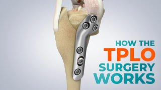 CCL Tears and How a TPLO Surgery Works [upl. by Bradman]