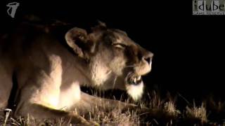 Lioness Roaring At Night HD [upl. by Nahtnoj]