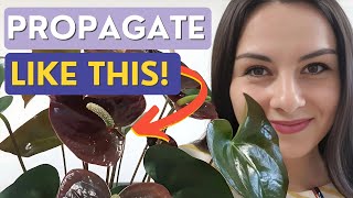 Propagating ANTHURIUMS from Cuttings  Best Method [upl. by Solberg]