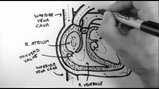 Anatomy of the Heart [upl. by Inwat936]