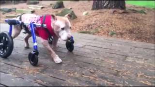 Best of Walkin Pets Compilation Video [upl. by Silera]