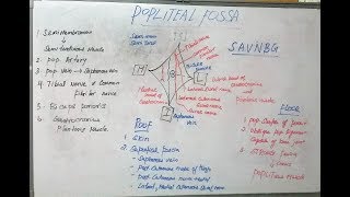 Popliteal Fossa  DefinitionAnatomyLocation and Borders  human anatomy [upl. by Ellinehc458]