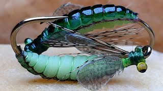 Caddis PupaFly Tying Caddis Pupa [upl. by Thadeus]