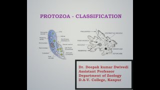 Protozoa  Classification  Honigberg Levine Corliss [upl. by Newmann]