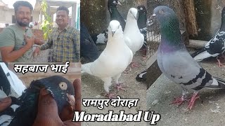 Original Saharanpuri And High Flyer Kabootar Arshad idrisi pigeon lover [upl. by Dnaleel53]