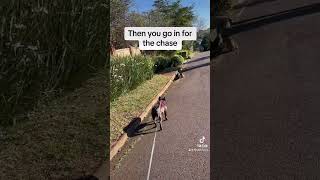 Chasing Dassies is a daily must 🤣 frenchbulldog dog doglover [upl. by Urbanus829]