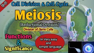 Meiosis in Hindi  Cell Cycle  Cell Division  Phases of Meiosis  Significance Of Meiosis [upl. by Yblocaj]