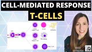 CELLMEDIATED response  Alevel biology immunity cellular response of T cells T Lymphocytes [upl. by Earb897]