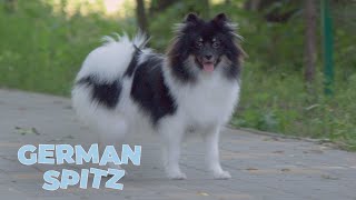 German Spitz Dog Breed Information Characteristics and Facts [upl. by Annirak]