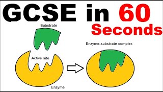 Enzymes  GCSE Revision in 60 Seconds [upl. by Navaj57]