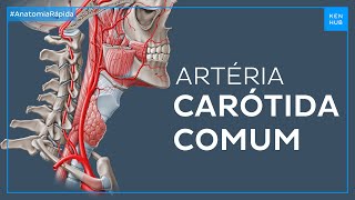 Artéria carótida comum  Anatomia Fácil  Kenhub [upl. by Akinak]