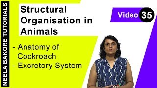 Structural Organisation in Animals  NEET  Anatomy of Cockroach  Excretory System  Neela Bakore [upl. by Ahsirtak]