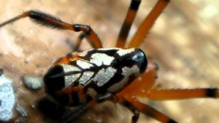 Spider Heart Beating in Chocolate Forest [upl. by Hughes]