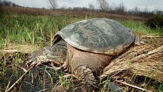 How to Set Up a Land Turtle Tank  Pet Turtles [upl. by Albemarle]