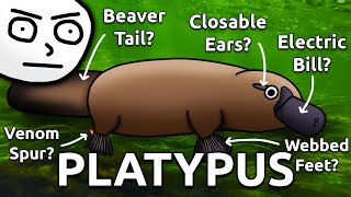 Why Platypus Are 100 Weirder Than You Think [upl. by Ahsetel83]