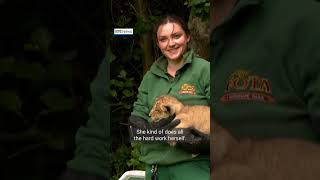 Three endangered Asiatic lion cubs born at Fota Wildlife Park [upl. by Anirbys]