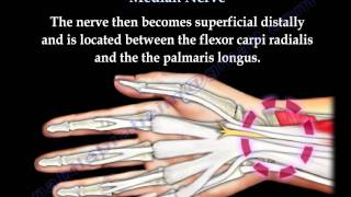 Anatomy Of The Median Nerve  Everything You Need To Know  Dr Nabil Ebraheim [upl. by Anitteb345]