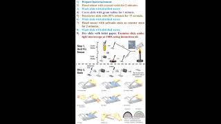 Steps of Bacterial Gram Staining geneticteacher [upl. by Dinan823]