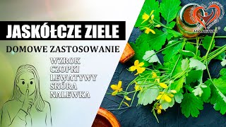 Jaskółcze Ziele  Glistnik  Chelidonium Majus  Domowe Zastosowanie Aleksander Haretski [upl. by Eilitan]