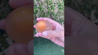 An egg without its shell  🥚 experiment egg science shorts funny bounce [upl. by Natsyrt]