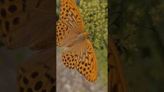 Перламутровка большая лесная Argynnis paphia 🦋 butterfly original awsome nature [upl. by Vasilis]