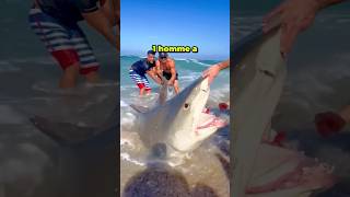 CETTE HOMME À SAUVÉ LA VIE DUN REQUIN ÉCHOUÉ SUR LA PLAGE ❤️ shorts short [upl. by Irodim]