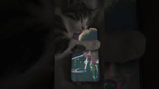 When I Was Your Man ✔️BrunoMars cat catlover tiktok cute [upl. by Oicul]