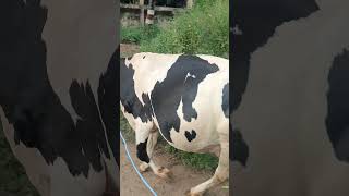 40 milk capacity 3rd lactation interested can call this number 8660021244 [upl. by Tham156]