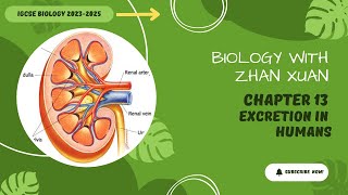 IGCSE Biology  Chapter 13  Excretion in Humans [upl. by Boycey982]