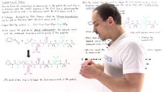 Sequencing Amino Acids and Edman Degradation [upl. by Sixela971]