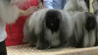 pekinese bob world club dog show [upl. by Ingar]