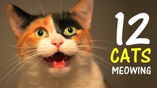 12 CATS MEOWING LOUDLY  Make your Cat Go Crazy 20 HD [upl. by Xylina467]