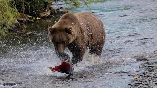 Swimming Upstream Alaskan Salmon Migration [upl. by Ozzy601]