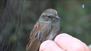 Comptage des oiseaux sur lîle de Hoedic un suivi indispensable [upl. by Aldwon]