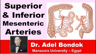 Superior and Inferior Mesenteric Arteries Dr Adel Bondok [upl. by Dyson]