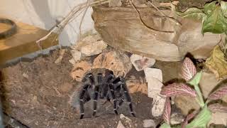 Lasiodora Parahybana  Doing Her Food Dance 🕷️lasiodoraparahybana tarantulafeeding tarantula [upl. by Haven]