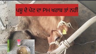 Full information alkalosis in cattle and treatme ਵੱਛੀ ਦੇ ਪੇਟ ਦਾ PH ਹੋ ਗਿਆ ਖਰਾਬ ਹੁਣ ਕੀ ਕਰੀਏ [upl. by Ardnasal607]