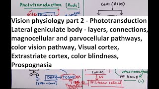 Special Senses  Physiology of Vision part 2 [upl. by Camroc]