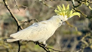 Discover Australia’s Unique Birds  Episode 2501 COCKATOO LIFE [upl. by Goodard913]