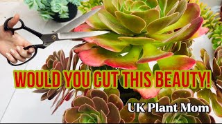 HOW TO PRUNE YOUR AEONIUMS [upl. by Anaer404]