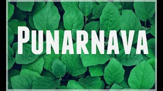 🌿 Punarnava — My Experience Benefits amp Uses [upl. by Sokul343]