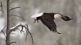 Bald Eagle vs Coyote [upl. by Ahseit]