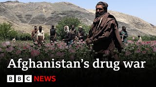 Inside the Talibans war on drugs  BBC News [upl. by Akelam]