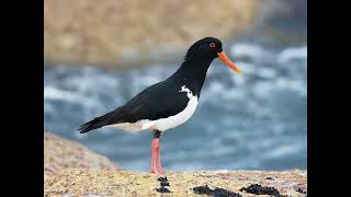 Oystercatcher Bird Call [upl. by Koblas]