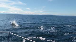 Dalls Porpoises Surround My Sailboat Near Vancouver [upl. by Onairelav]