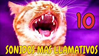 Los 10 SONIDOS de GATOS mas llamativos [upl. by Ronaele308]