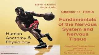 Anatomy amp Physiology Chapter 11 Part A Nervous System amp Nervous Tissue Lecture [upl. by Caniff484]