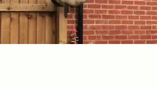 Ninja Cat escapes from £1000 cat proof fence over and over again [upl. by Eimmaj983]