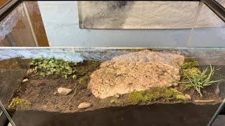 Creating a Formicarium for my Tetramorium ant colony and moving them in [upl. by Melvena]